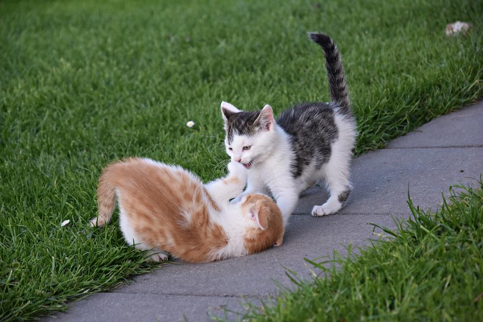 kittens playing in the street