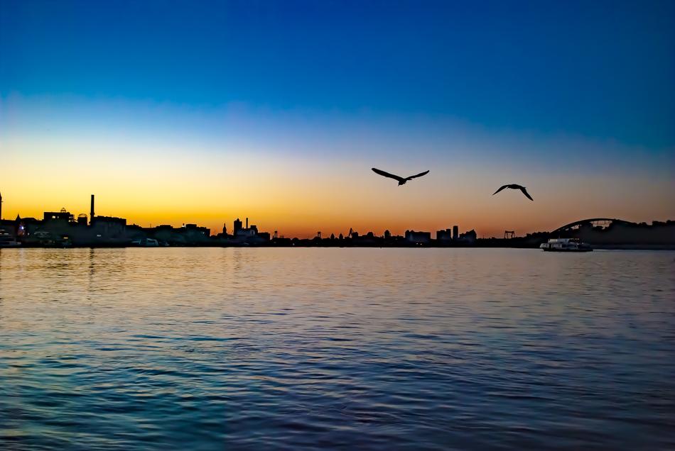Water Sunset Bird