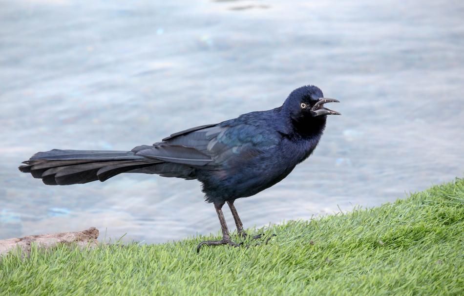 Bird Nature Outdoors