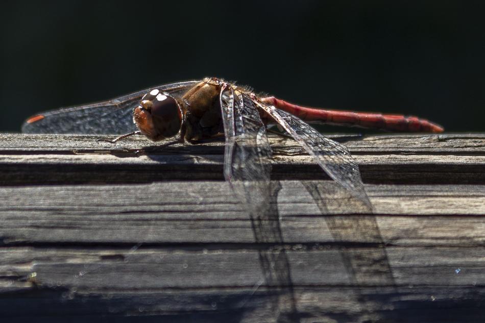 Dragonfly Animal Insect