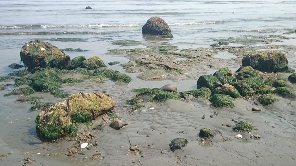 Ocean Seaweed