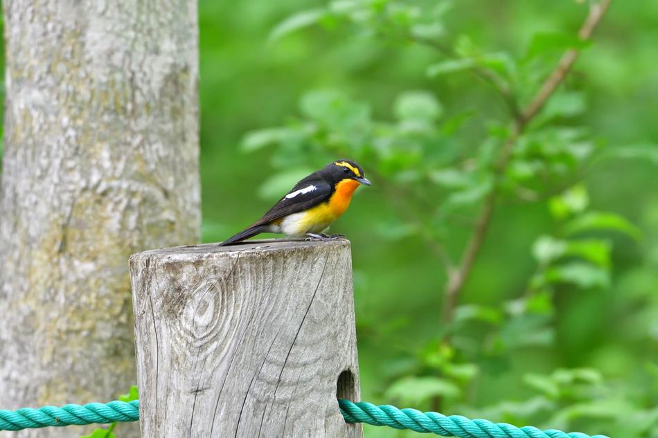 small bird sitting on a stump