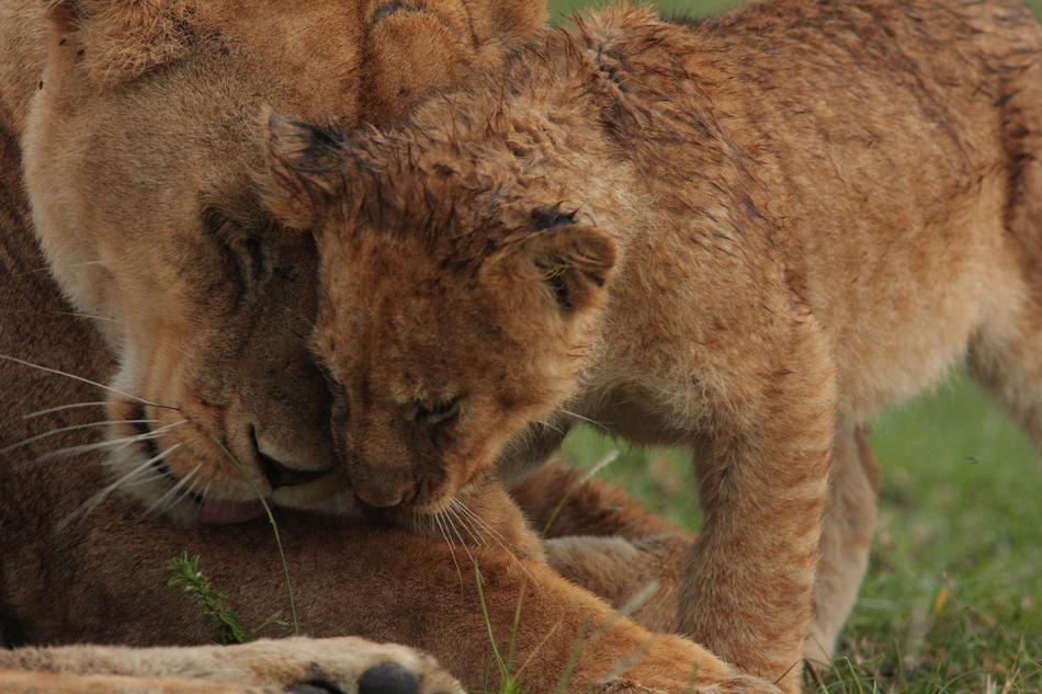 Cute feral cats