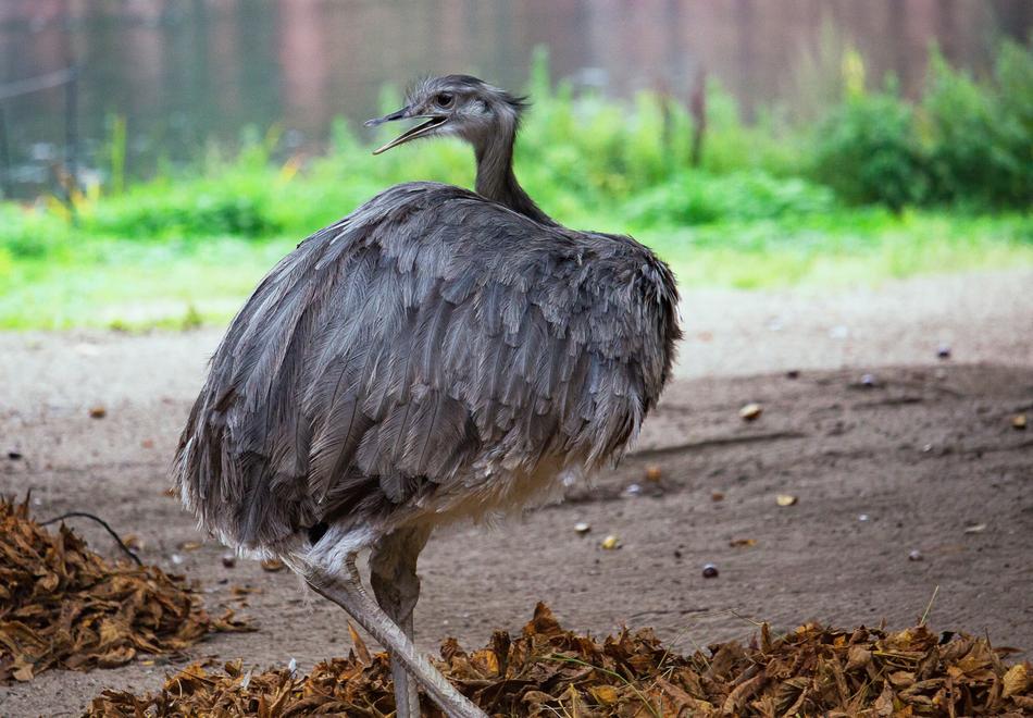 Rhea Bird Flightless Big