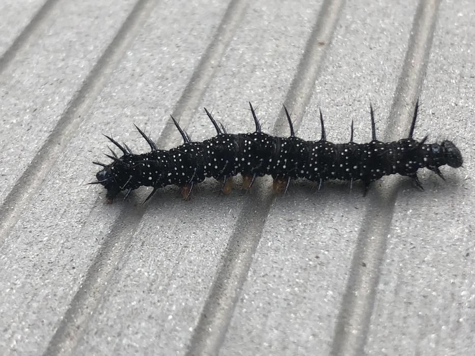 Millipede Insect
