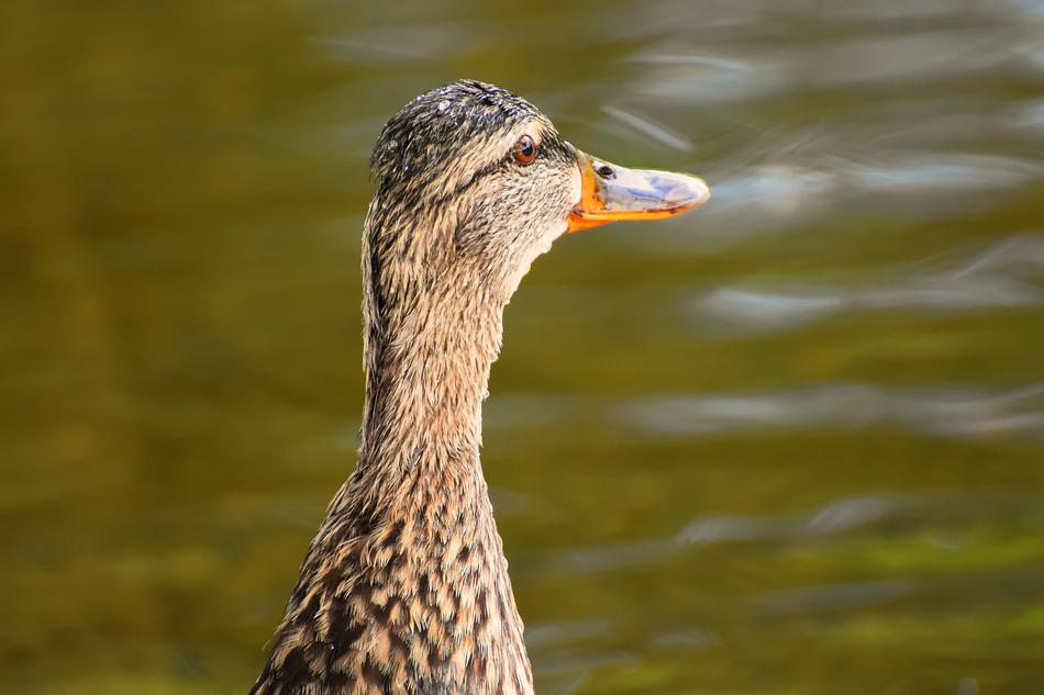 Mallard Water Bird Duck