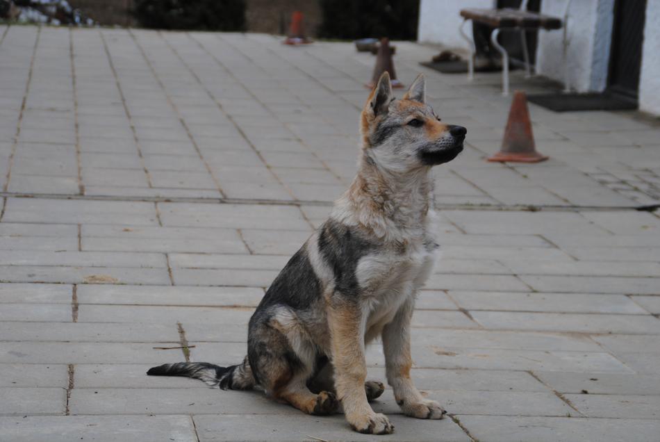Dog Bitch Wolf