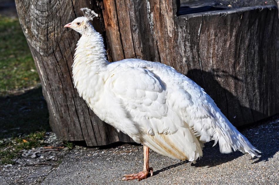 White Peahen Peafowl in park