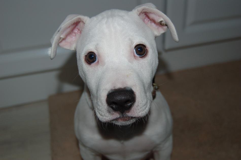 Dog Cute Mammal