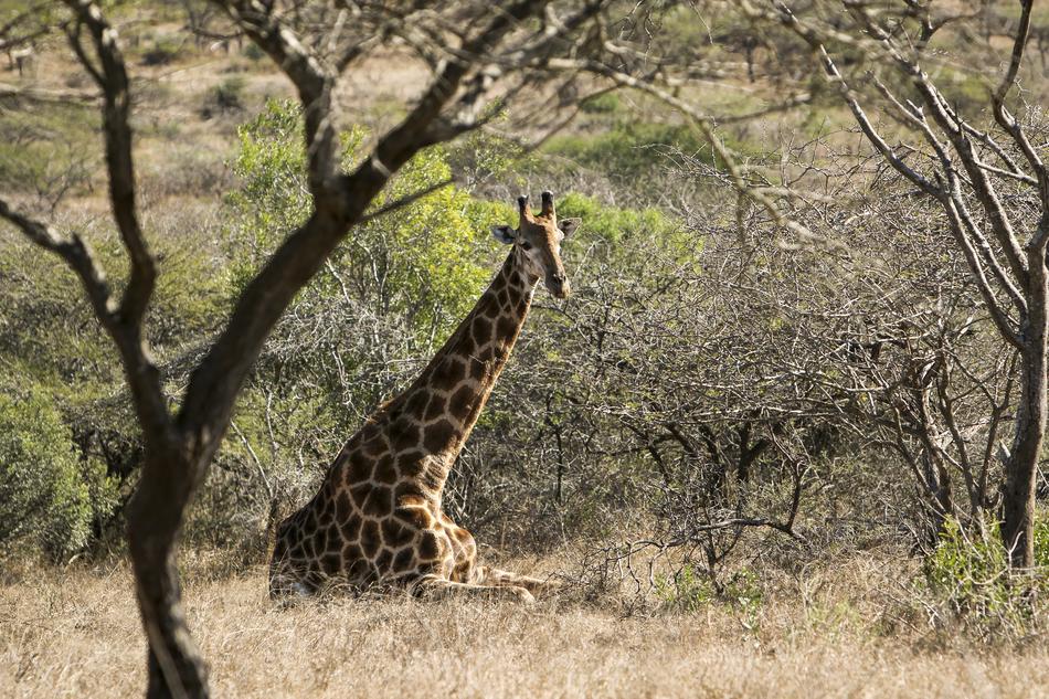 Africa Animal Safari