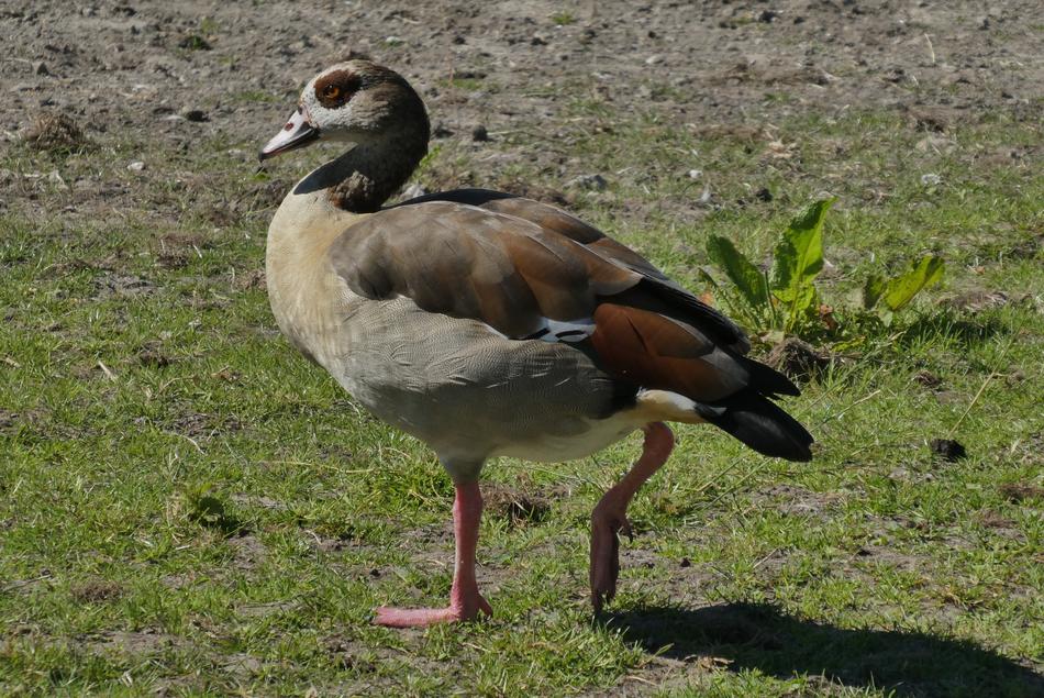 Nile Goose Bird Feathers