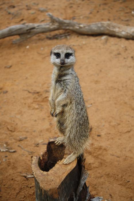 Mammal Wildlife Nature
