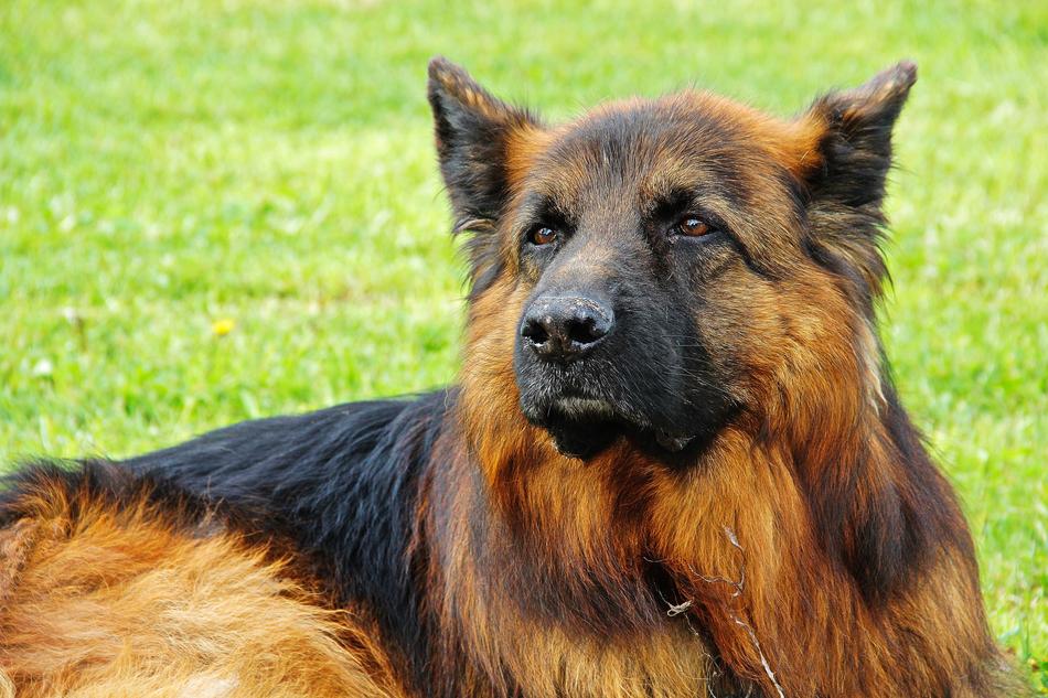 Dog Schäfer German Shepherd
