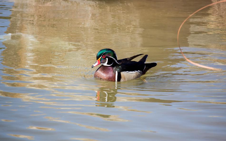 Water Bird Wood Duck