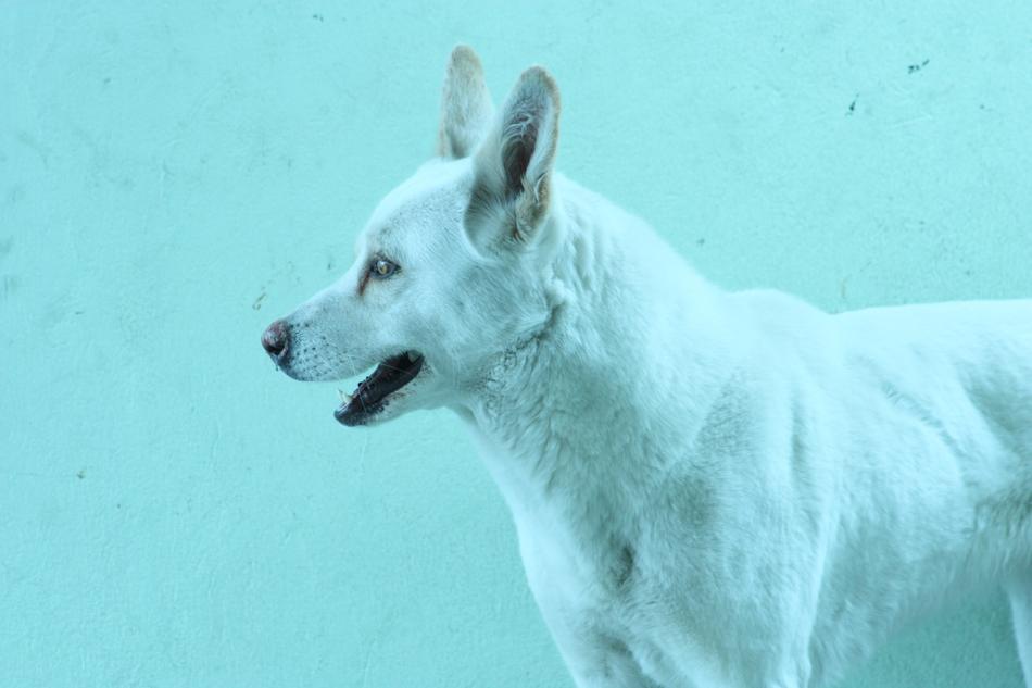 Dog Background Animals