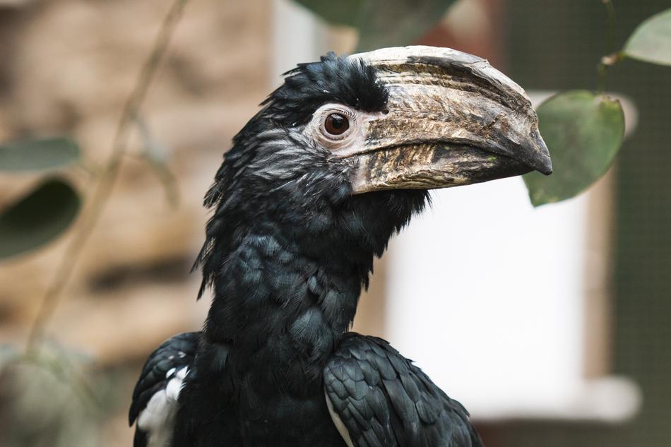 black bird big beak macro