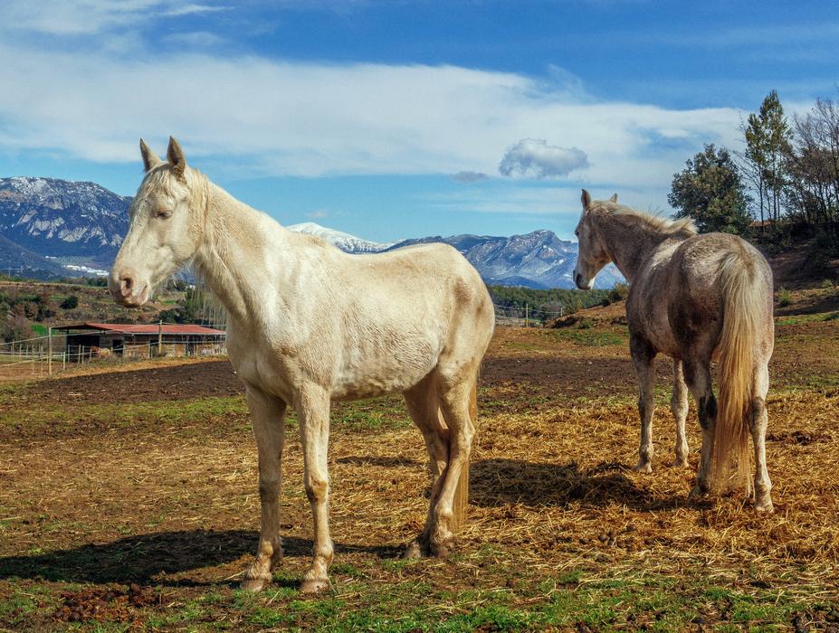 Horses Whites Mammalia