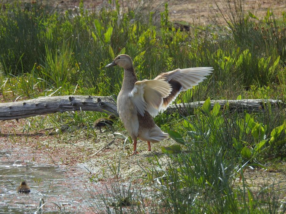 Duck Bird Animal