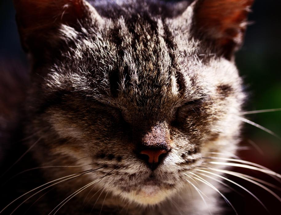 Cat Stray Animal portrait