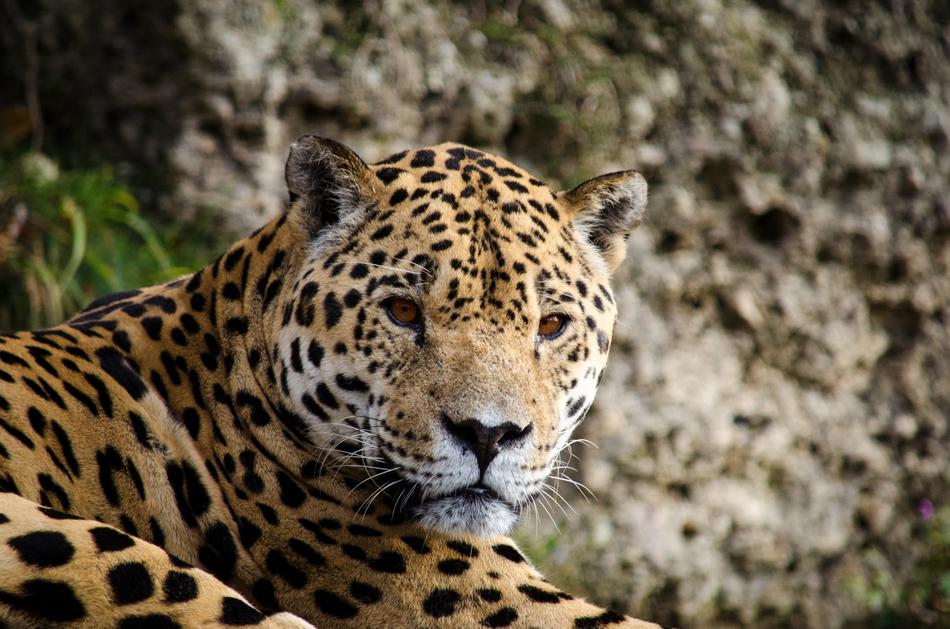 Jaguar Panter Big Cat South