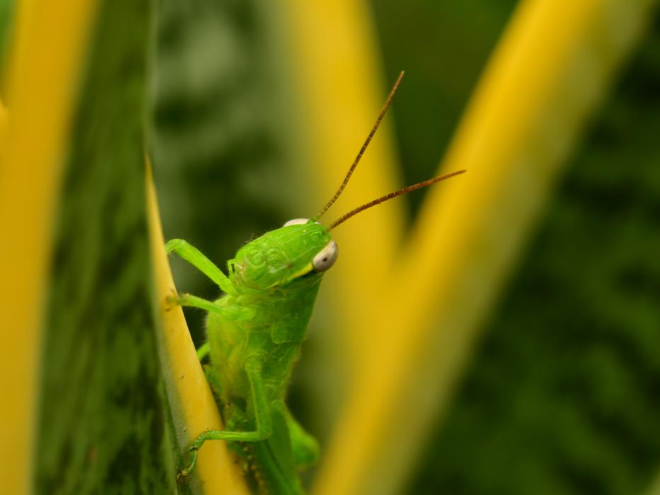 Grasshopper Green Hopper Antenna