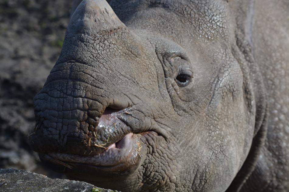 Rhino Animal World