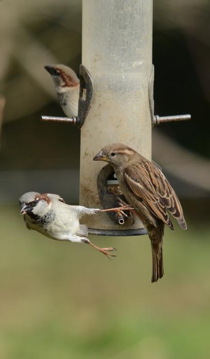 Bird Wildlife Nature