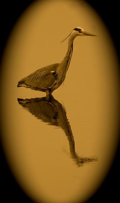 Bird No Person