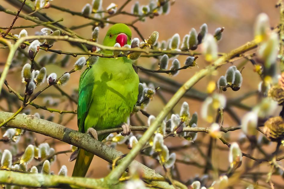 Bird Parakeet Necked