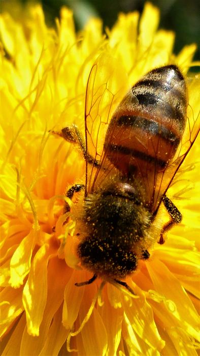 Insect Nature Bee