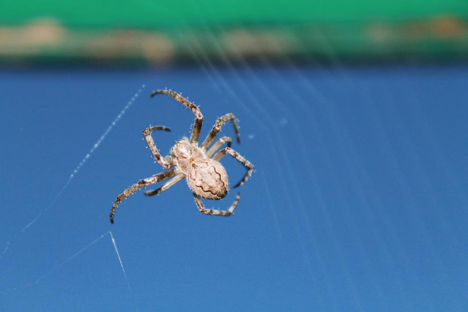 Spider Insect Krupnyj Plan