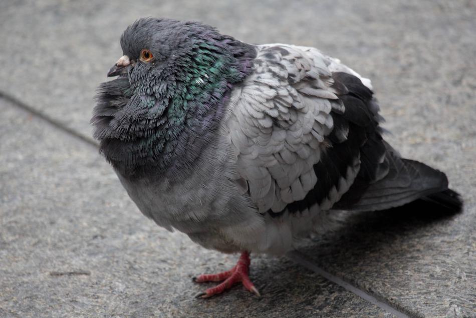 Bird Feather Pigeon