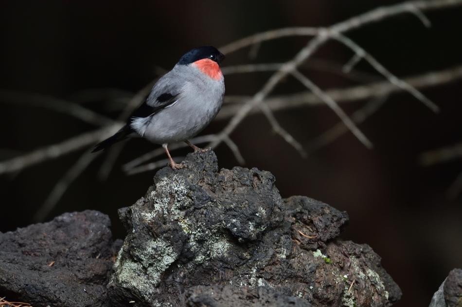 Natural Outdoors Bird Wild