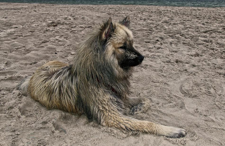dirty dog on the beach
