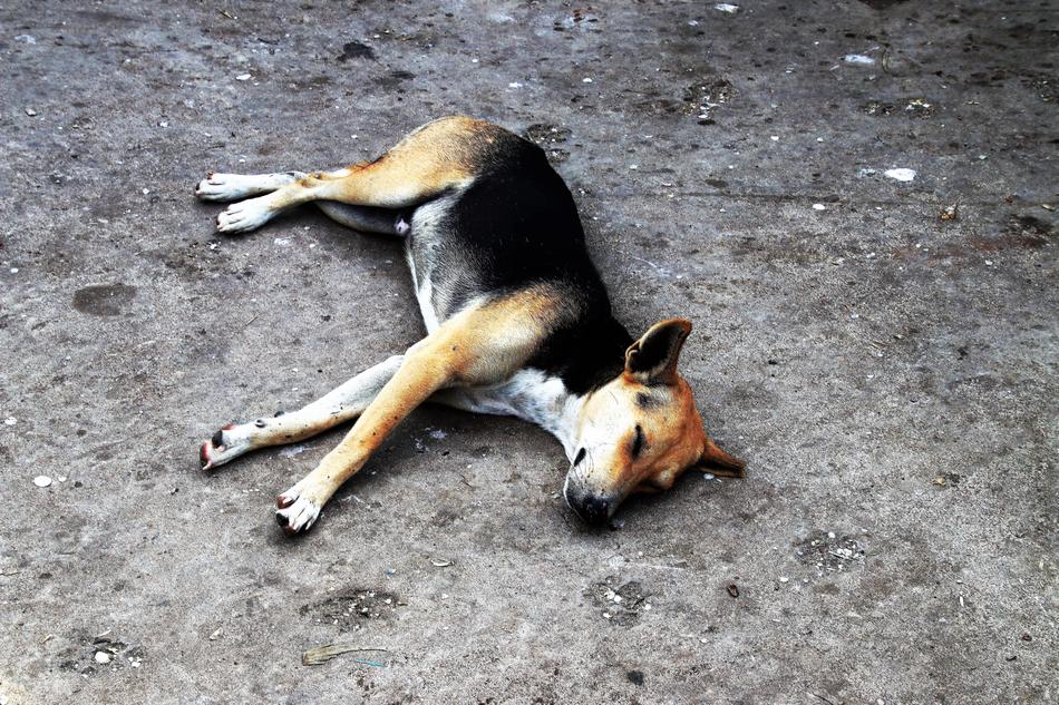 stray Dog Sleeping