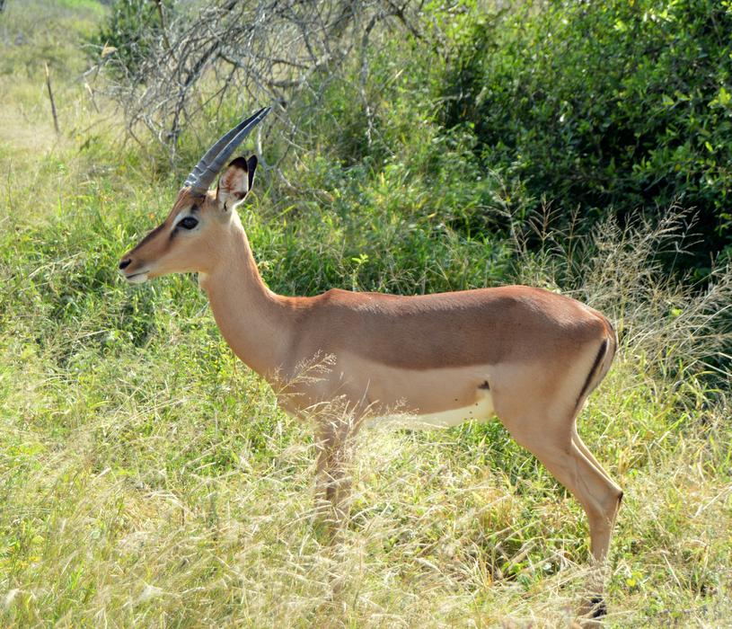 Wildlife Antelope Mammal