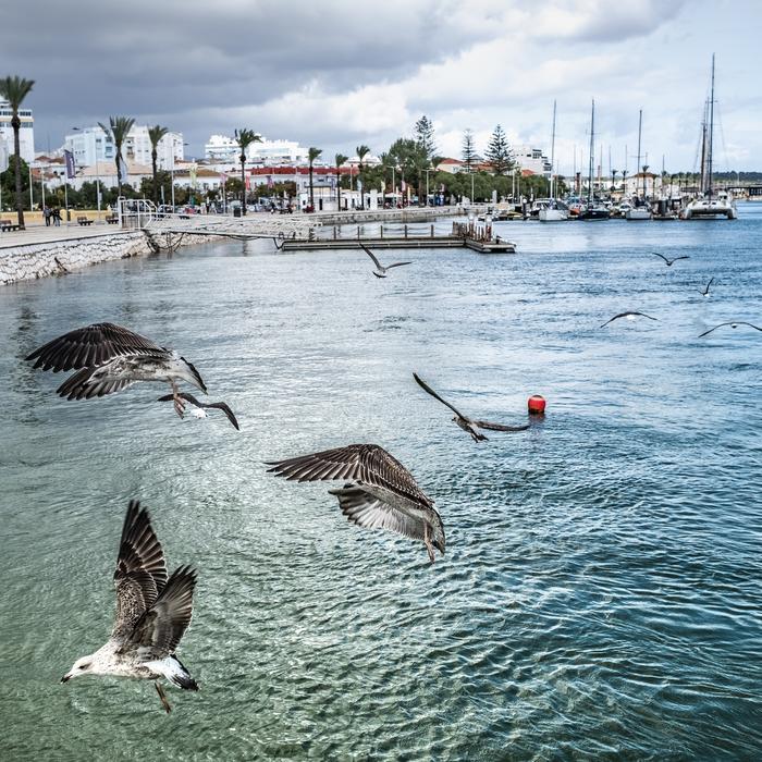 Gulls Port Portugal