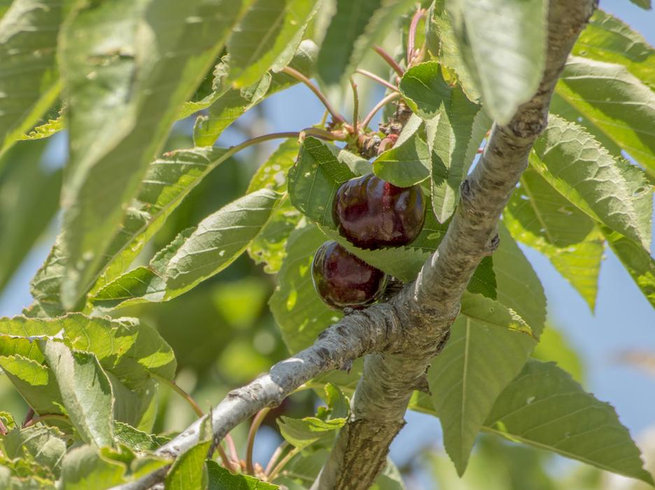 delicious exotic fruits on a tree