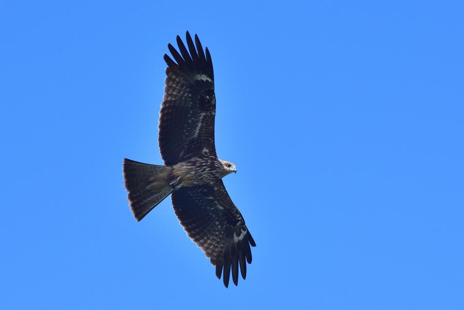 black soaring eagle in the blue sky