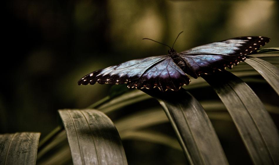 butterfly on a wooden fence