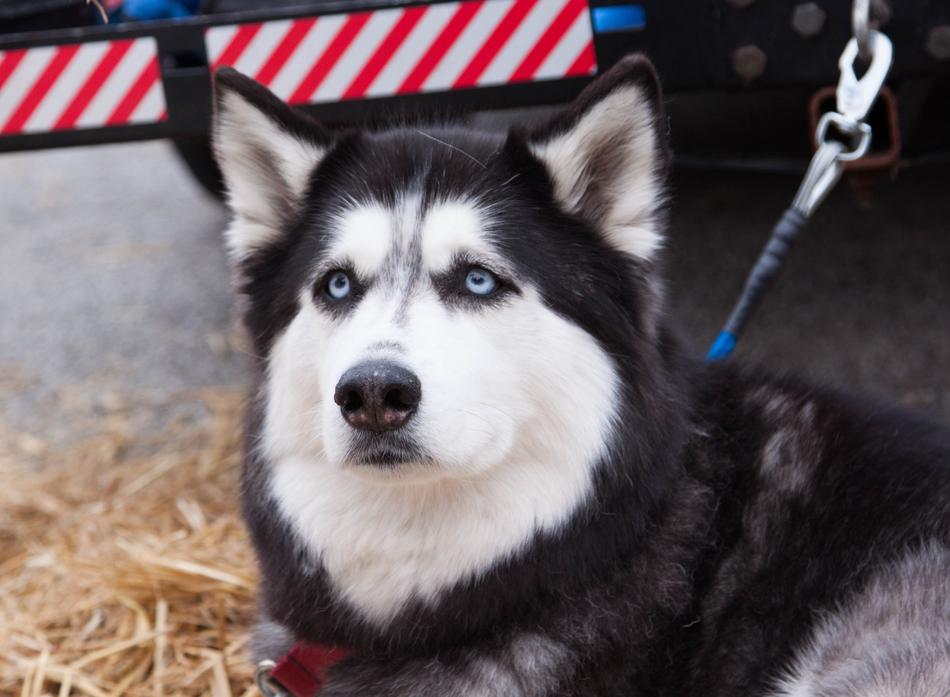 Dog Canine Portrait