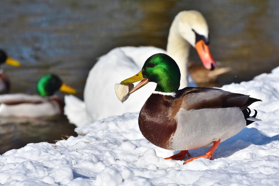 Duck Drake Water Bird