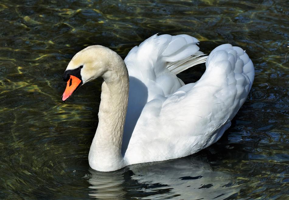Swan Water Bird Schwimmvogel