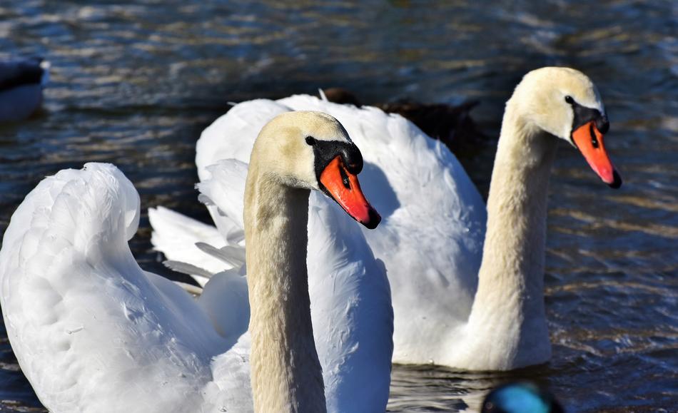 Swan Water Bird Schwimmvogel