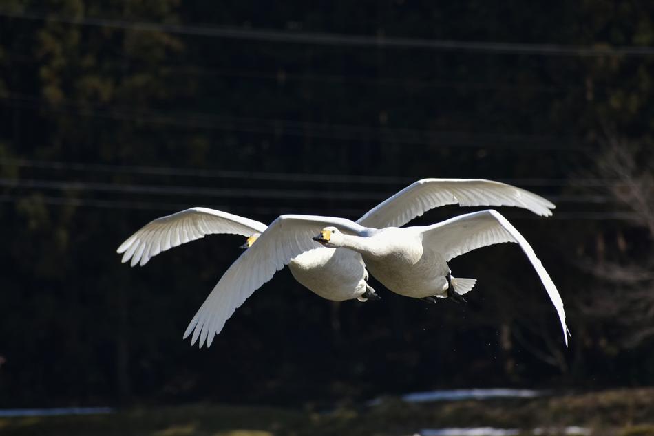 Animal Bird Wild Birds