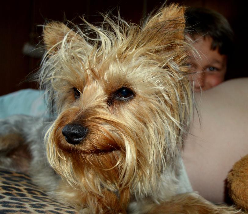 Dog Pet Animal