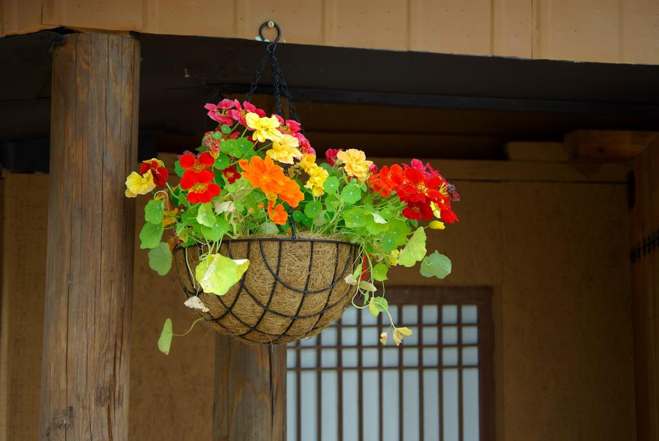 Wood Flowers Home Potted
