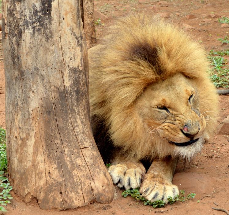 lion with a big mane on safari