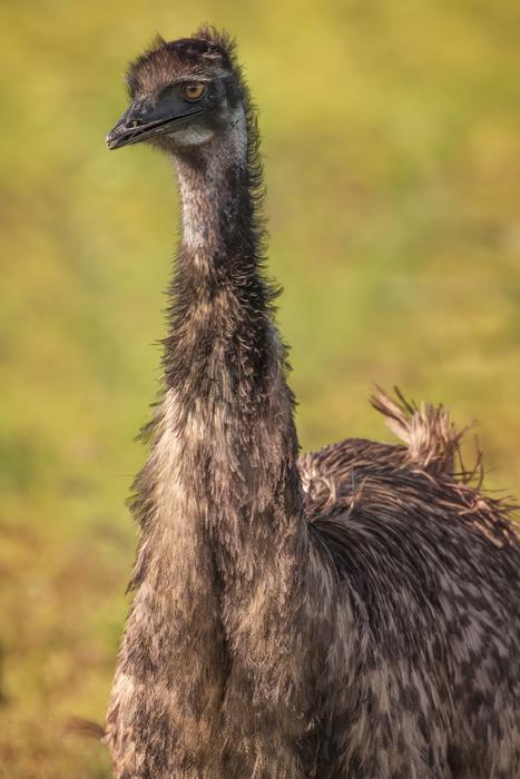 Emu Wildlife Bird