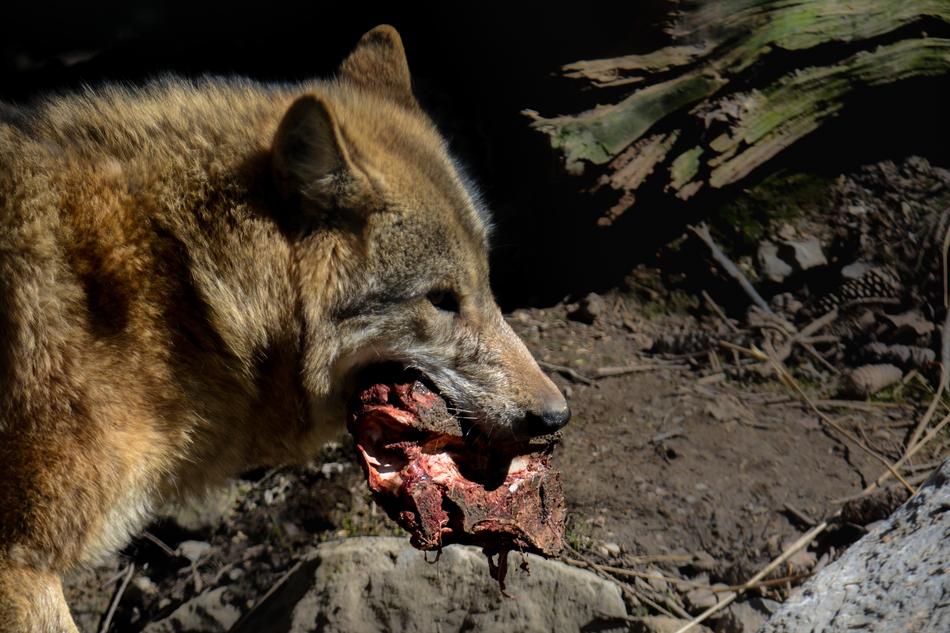 Mammal Nature Animal World